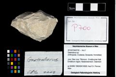 Foto (Objekt + Etikett) von Gastrodorus sp.  (NHMW-GEO-2014-0194-0700)